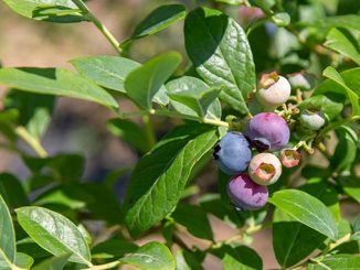 მოცვი, ჩინეთი, წარმოება