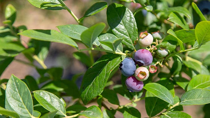 მოცვი, ჩინეთი, წარმოება