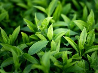 აზერბაიჯანში, მწვანე, ჩაი