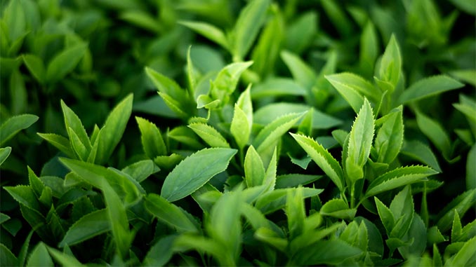 აზერბაიჯანში, მწვანე, ჩაი