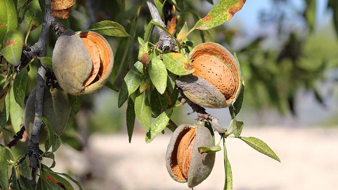 ნუშის, ბაღები, უკრაინა