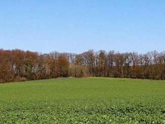 ქარსაფარი, ზოლები, თელავი