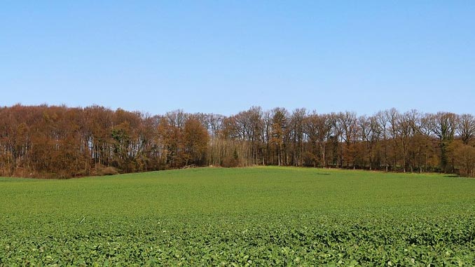 ქარსაფარი, ზოლები, თელავი