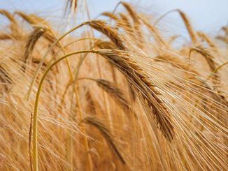 ქართული, ხორბალი, ყველა, რეგიონში