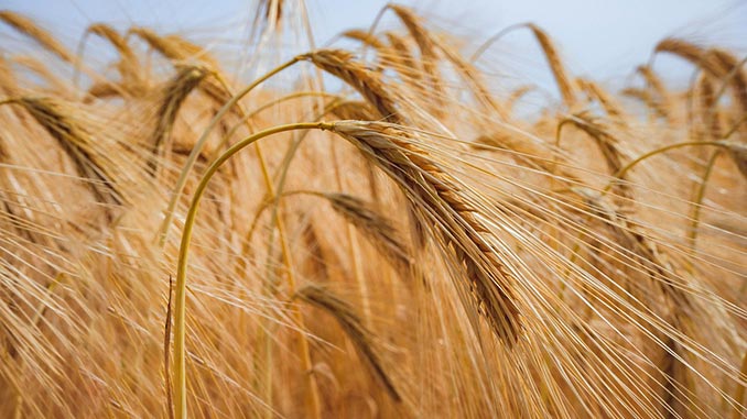 ქართული, ხორბალი, ყველა, რეგიონში