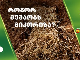 მიკორიზა, აგროსფერო