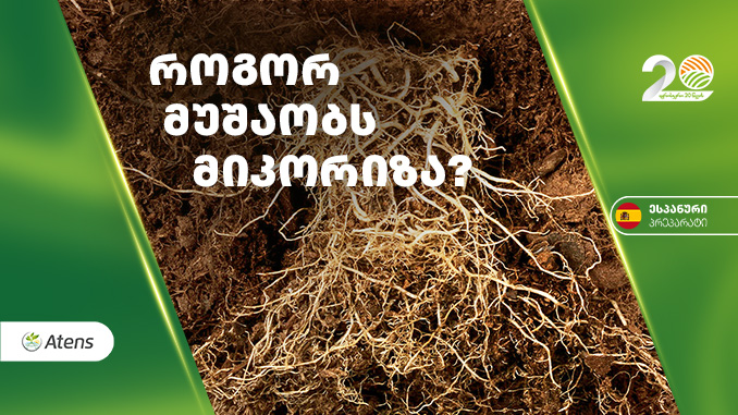 მიკორიზა, აგროსფერო