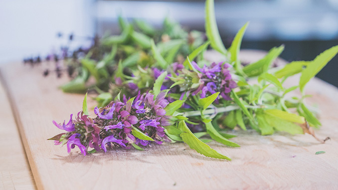 სამურნალო, მცენარეები, თურქეთი