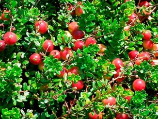 შტოში, ტორფიანი, ნიადაგი