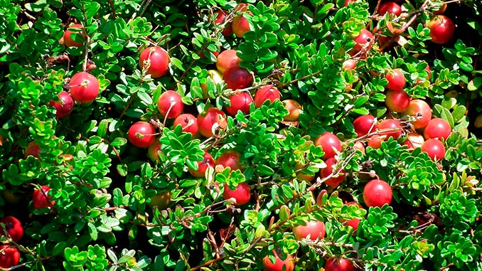 შტოში, ტორფიანი, ნიადაგი