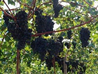 მოლდოვა, ვაზის, სუფრი, ჯიში