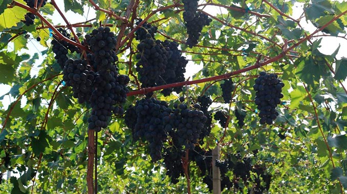 მოლდოვა, ვაზის, სუფრი, ჯიში