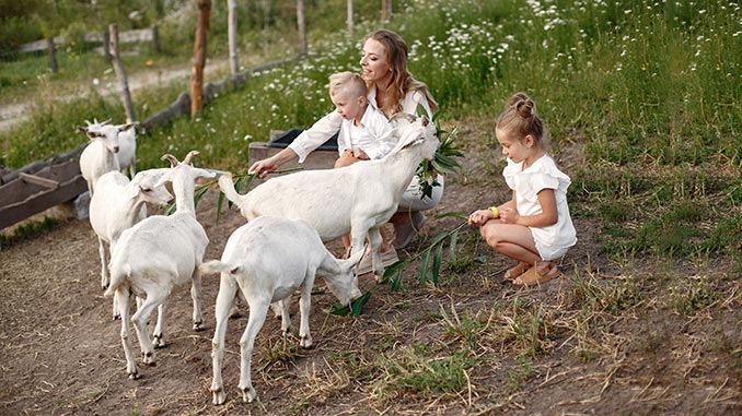 უკრაინა, თხის, მოშენება