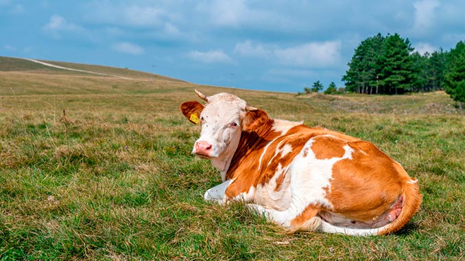 თურქული, ვაქცინაცია, აზერბაიჯანი