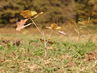 ტყის, აღდგენის, პროექტი