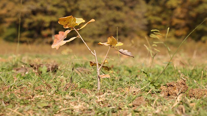 ტყის, აღდგენის, პროექტი