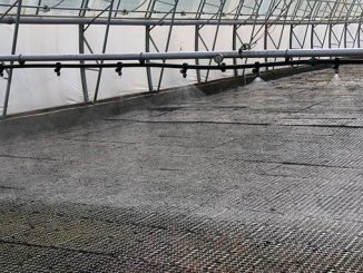 ჭალის, მუხის, აღდგენა