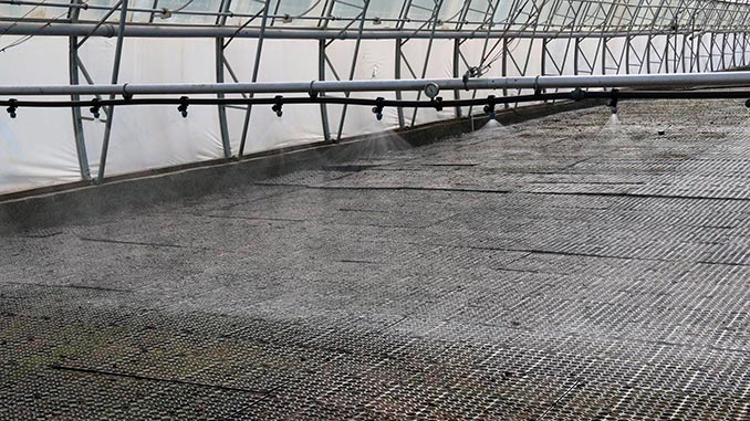 ჭალის, მუხის, აღდგენა