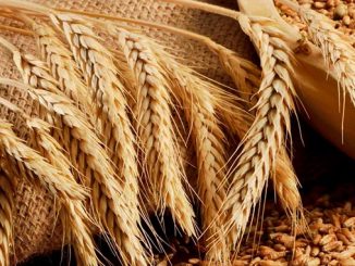 ხორბლის, იმპორტი, აზერბაიჯანი