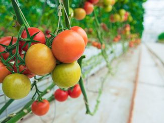 ბიოთერმული, სათბური, თურქეთი