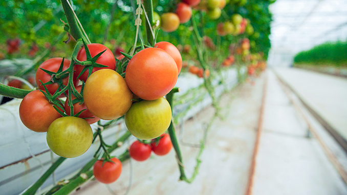 ბიოთერმული, სათბური, თურქეთი