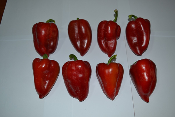 ბოსტნეული, ბაღჩეული, სელექცია