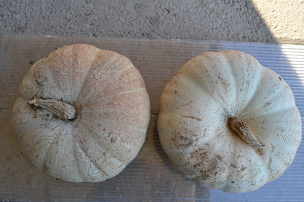 ბოსტნეული, ბაღჩეული, სელექცია