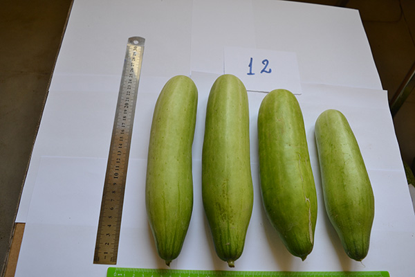 ბოსტნეული, ბაღჩეული, სელექცია