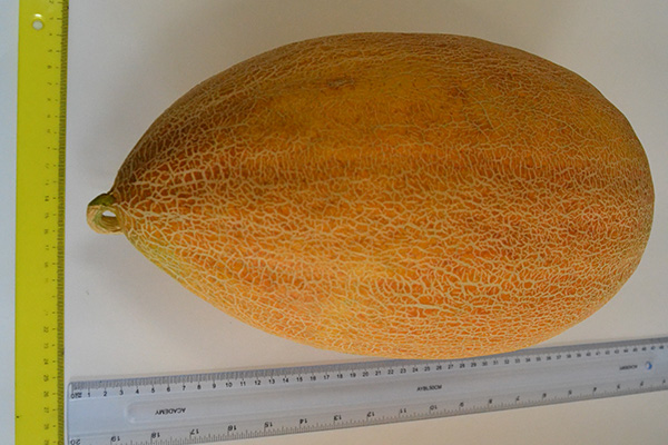 ბოსტნეული, ბაღჩეული, სელექცია