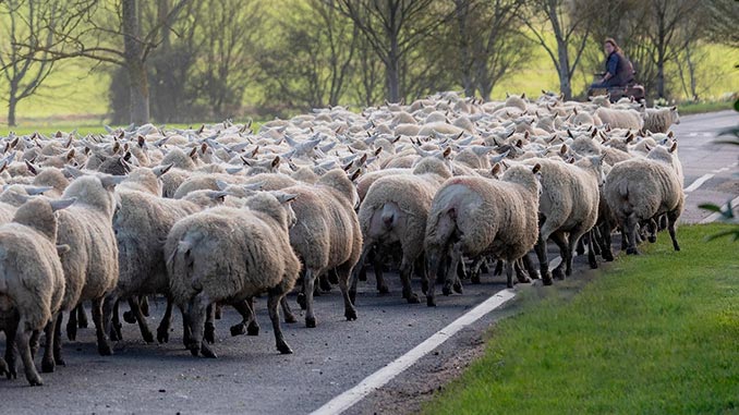 ცხვარი, საქართველო, აზერბაიჯანი