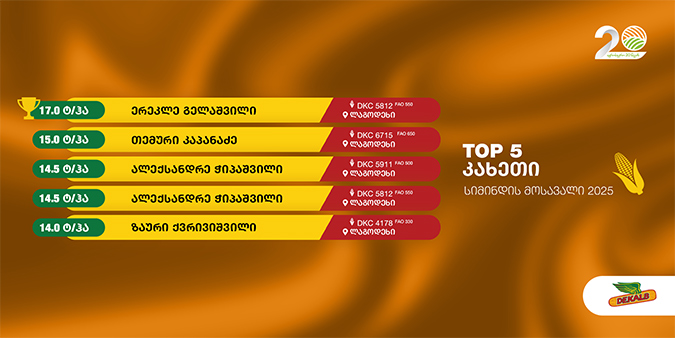 დეკალბი, სიმინდი, კახეთი