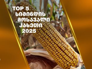 დეკალბი, სიმინდი, კახეთი