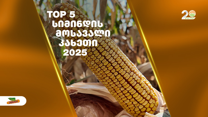 დეკალბი, სიმინდი, კახეთი