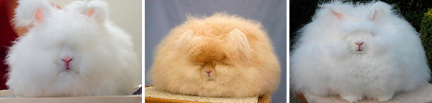 დეკორატიული, კურდღელი, ბიზნესიდეა