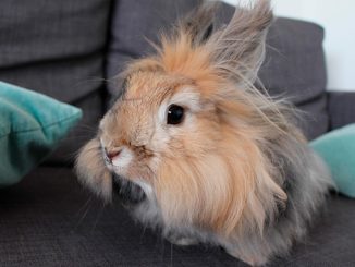 დეკორატიული, კურდღელი, ბიზნესიდეა