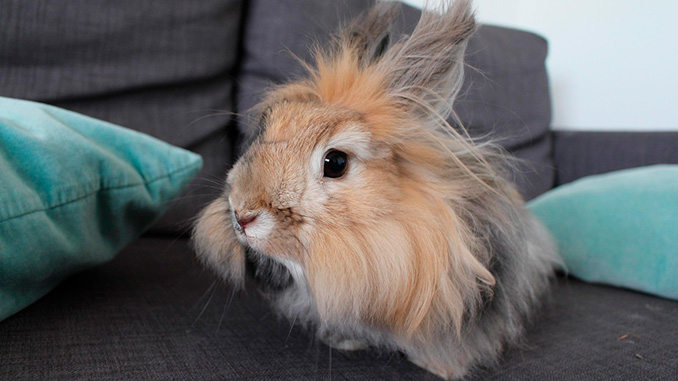 დეკორატიული, კურდღელი, ბიზნესიდეა