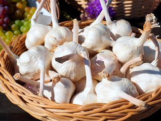 ნივრის, წარმოება, ესპანეთი