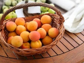 გარგარი, თურქეთი, კავკასია