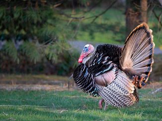 ინდაური, ხორცის, ბაზარი