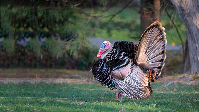 ინდაური, ხორცის, ბაზარი