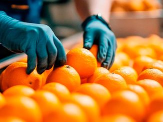 ციტრუსი, ირანი, ექსპორტი