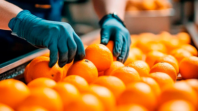 ციტრუსი, ირანი, ექსპორტი