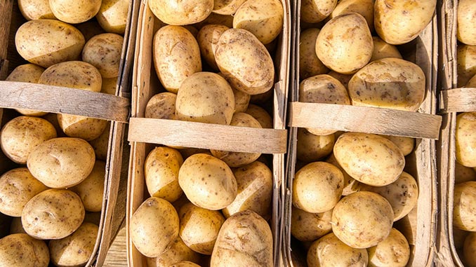 უკრაინა, კარტოფილი, კვლევა