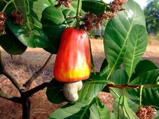 კეშიუ, იმპორტი, აზერბაიჯანი