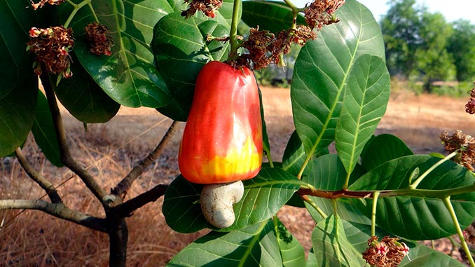 კეშიუ, იმპორტი, აზერბაიჯანი