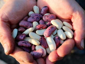 ლობიო, სოია, კვლევა