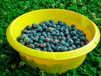 ლურჯი, მოცვის, ბაზარი