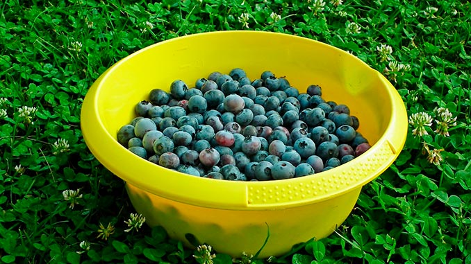 ლურჯი, მოცვის, ბაზარი