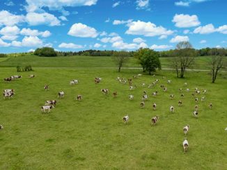 მეცხოველეობა, ყაზახეთი