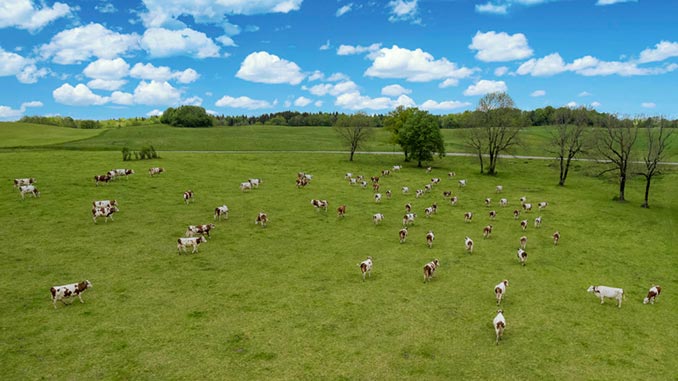 მეცხოველეობა, ყაზახეთი